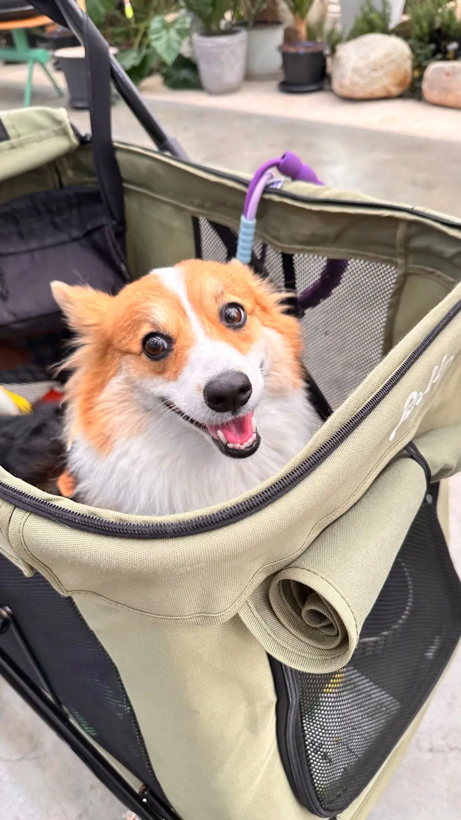 สมาการ์เด้น pets image 1