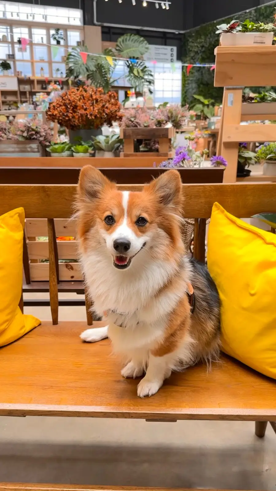 สมาการ์เด้น pets image 3