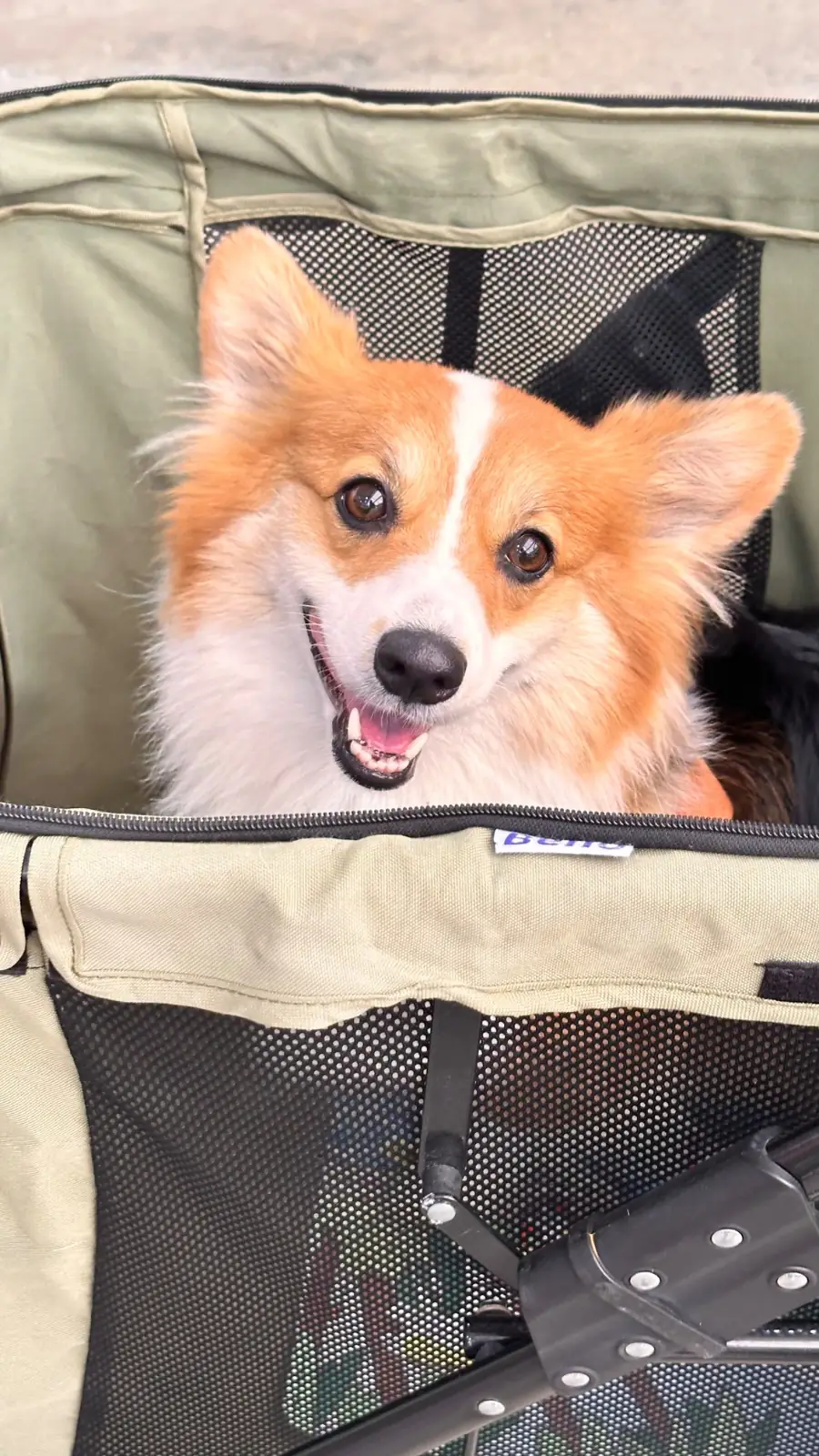 สมาการ์เด้น pets image 2