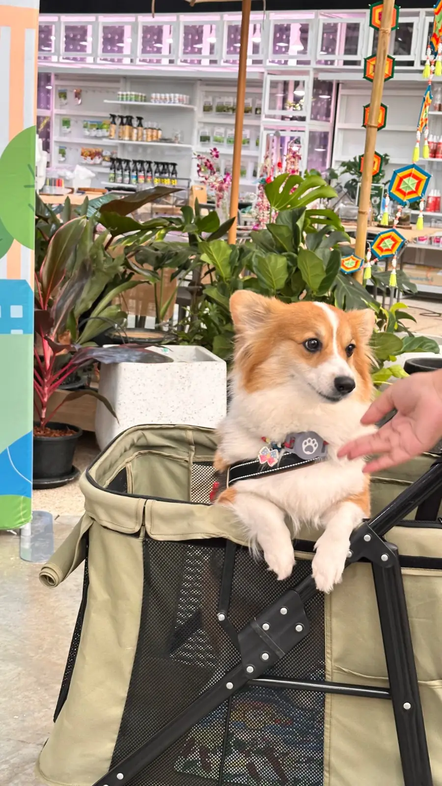 สมาการ์เด้น pets image 5