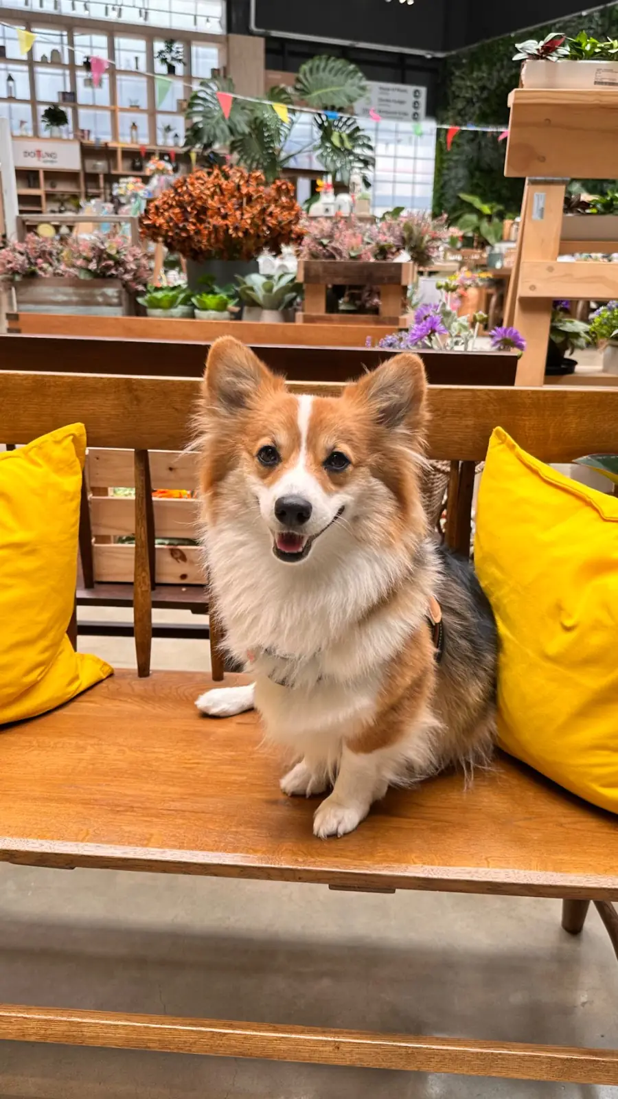 สมาการ์เด้น pets image 9