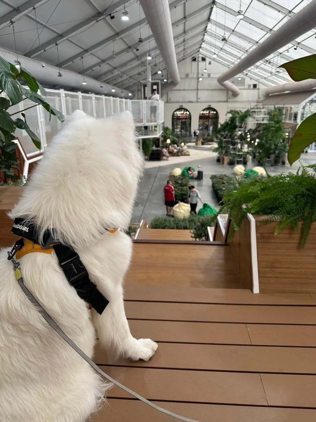 สมาการ์เด้น pets image 8