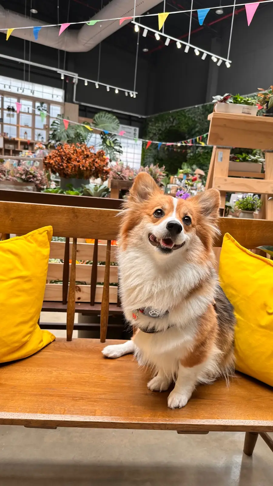 สมาการ์เด้น pets image 4