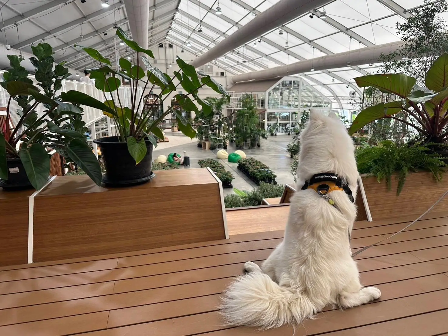 สมาการ์เด้น pets image 3