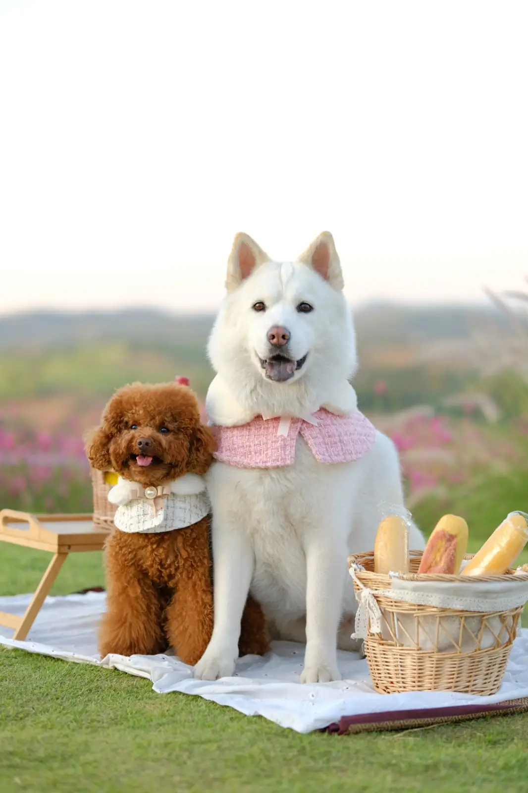 ดง เฮ้าส์ เขาใหญ่ pets image 3