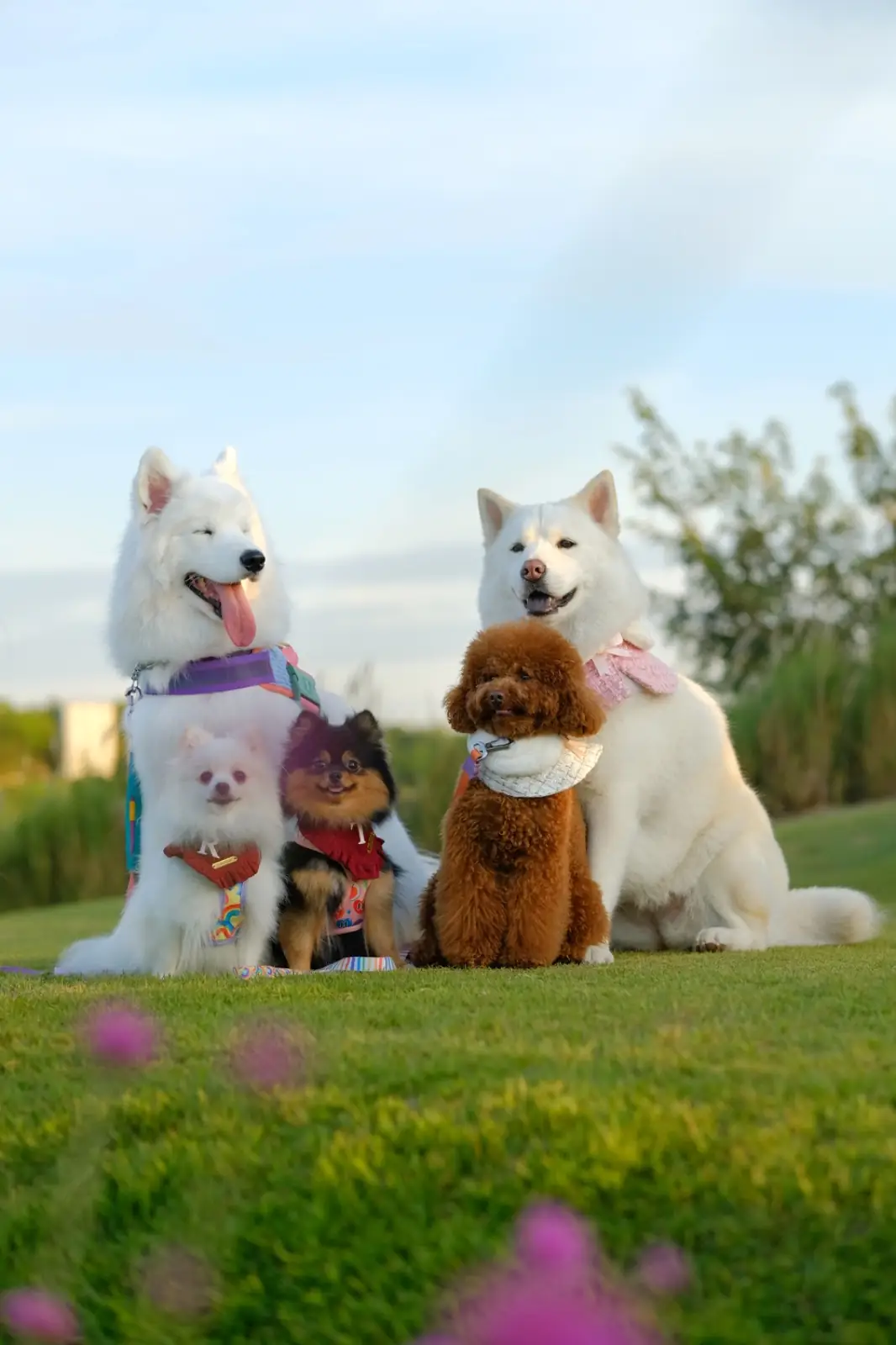 ดง เฮ้าส์ เขาใหญ่ pets image 2