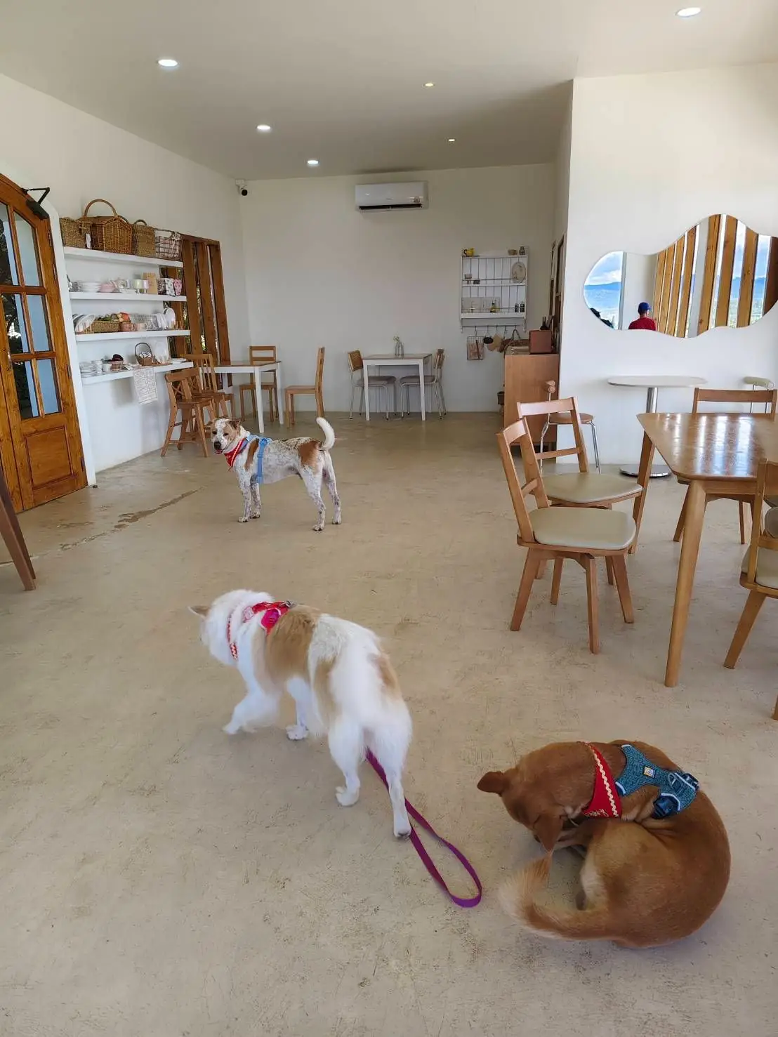 ดง เฮ้าส์ เขาใหญ่ pets image 5