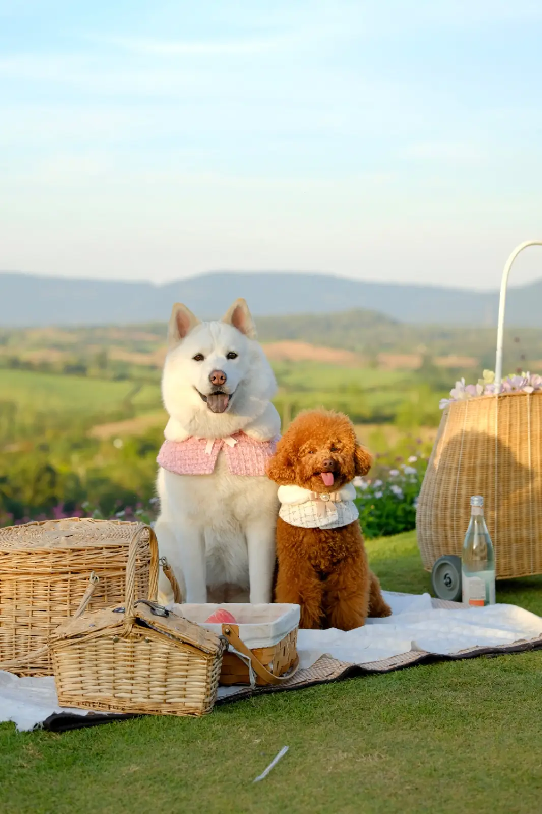 ดง เฮ้าส์ เขาใหญ่ pets image 1