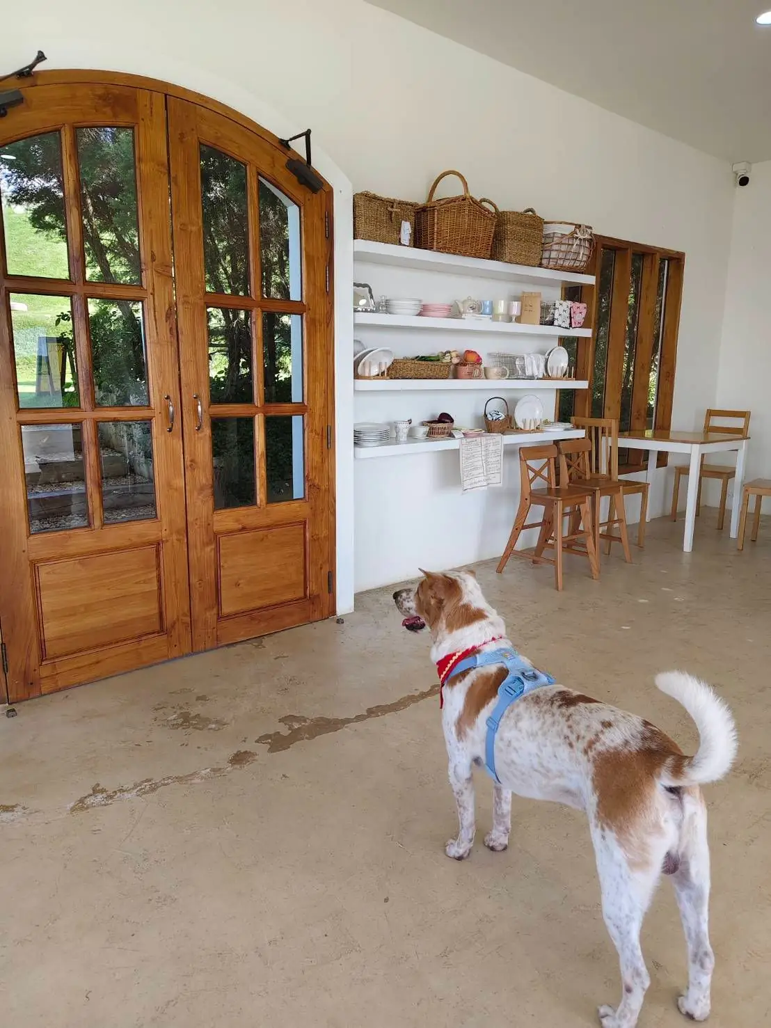 ดง เฮ้าส์ เขาใหญ่ pets image 9