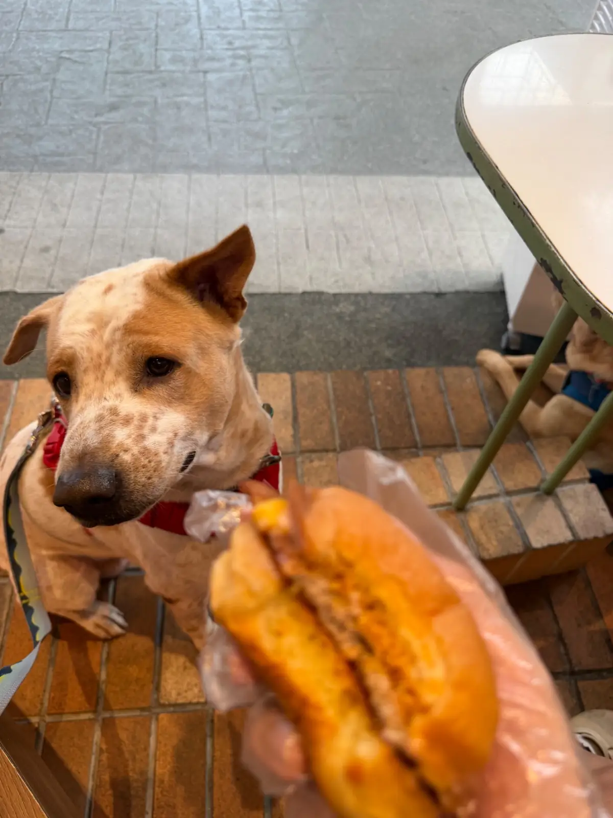 Smizzle Burger - The Circle Ratchapruk pets image 5