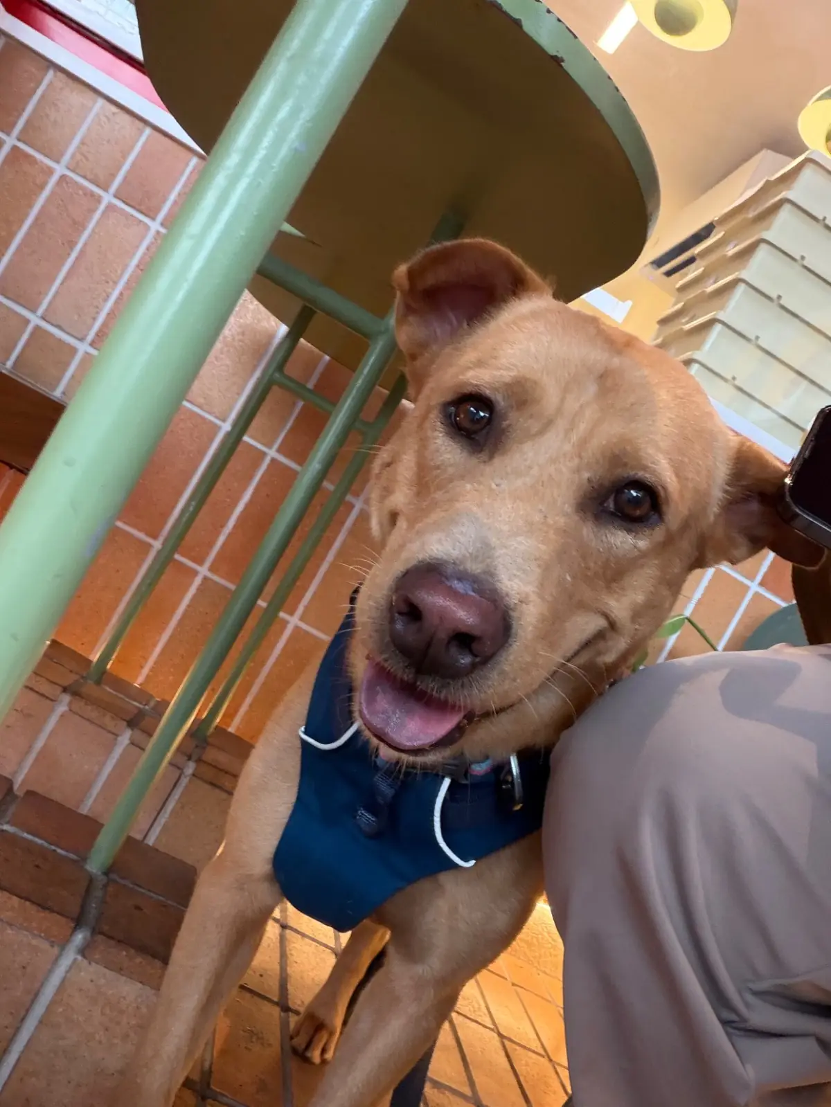 Smizzle Burger - The Circle Ratchapruk pets image 3