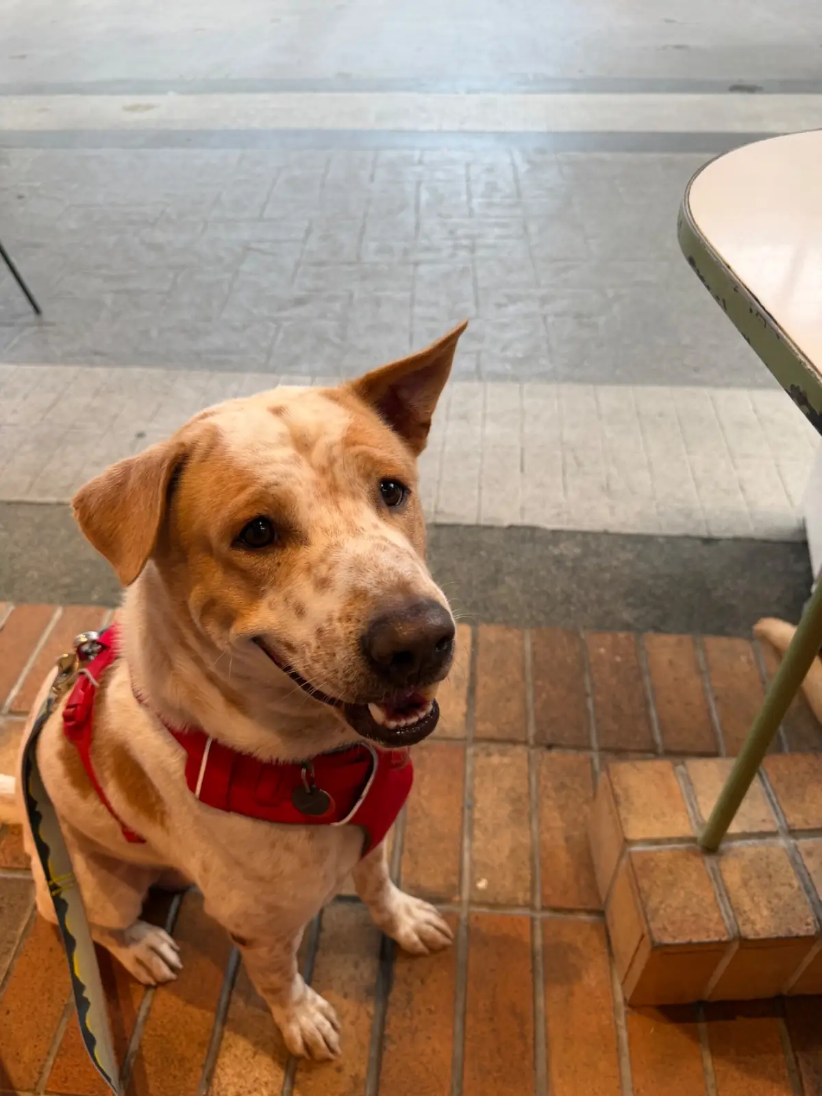 Smizzle Burger - The Circle Ratchapruk pets image 1