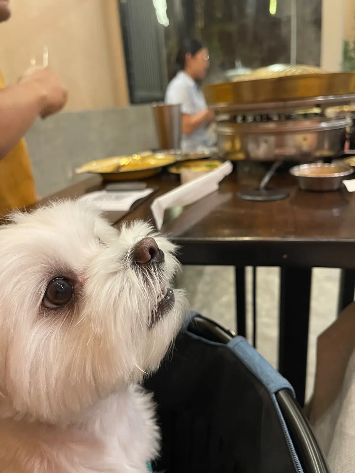 หนึ่งในใจ pets image 1