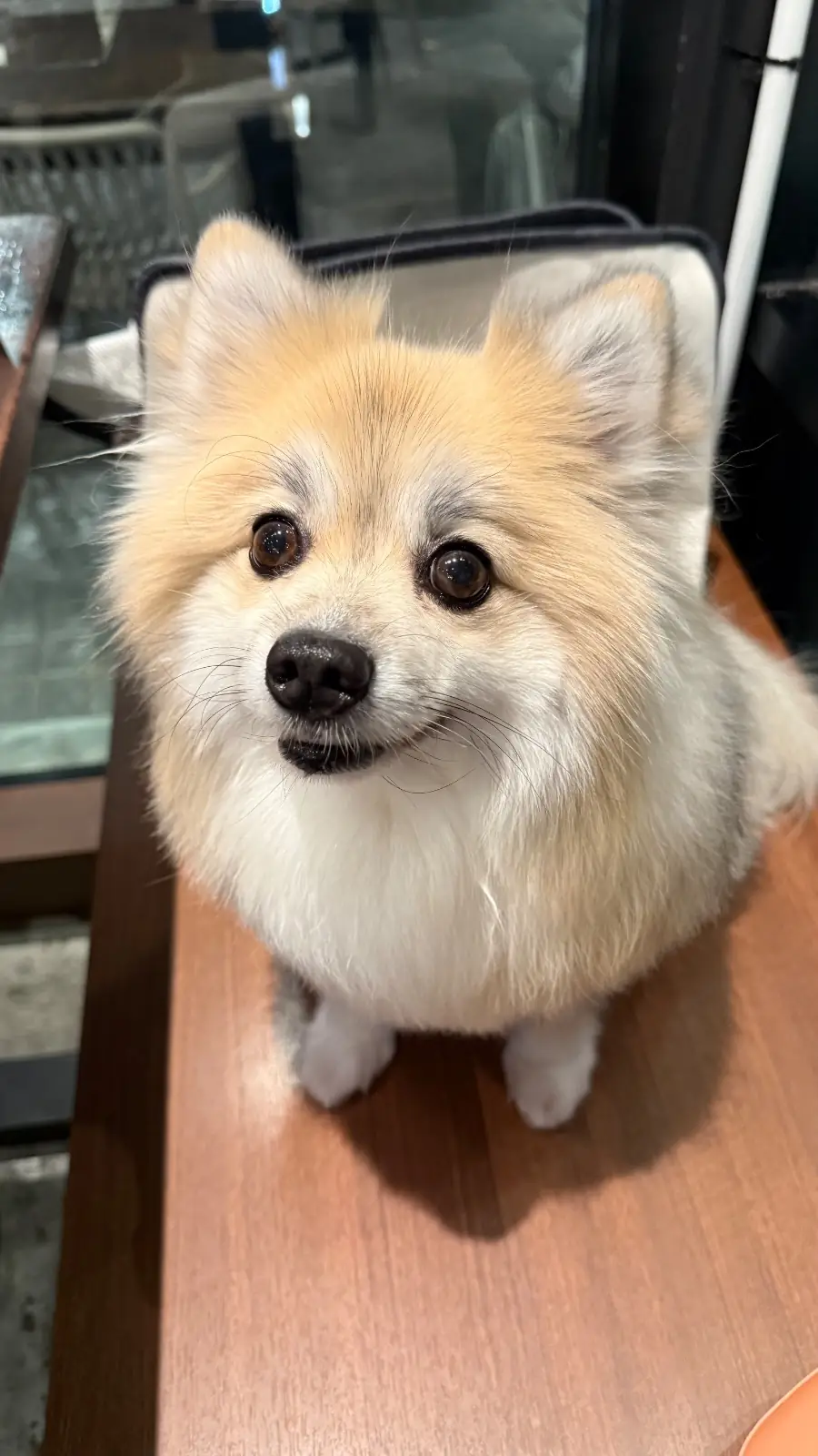 Mookrata In Heart pets image 2