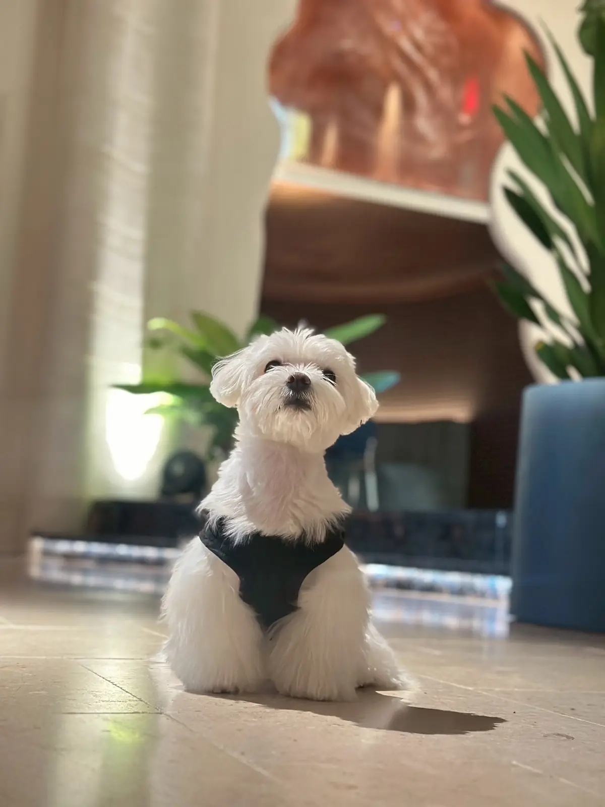 เอเลี่ยน pets image 2
