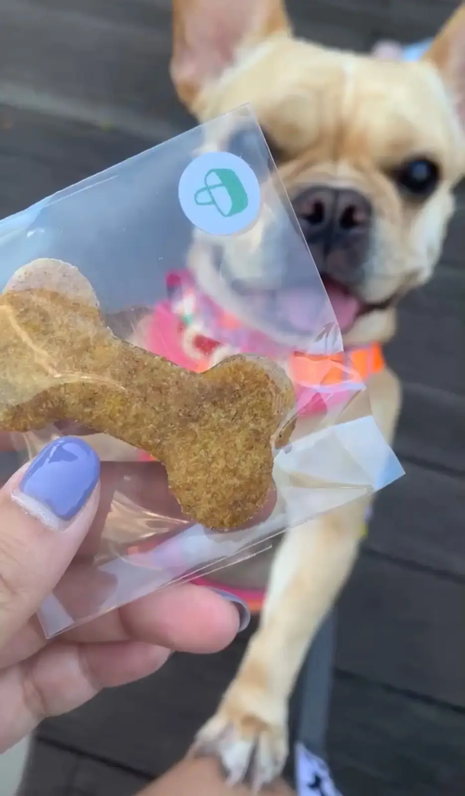 Little Tree Grocery pets image 3