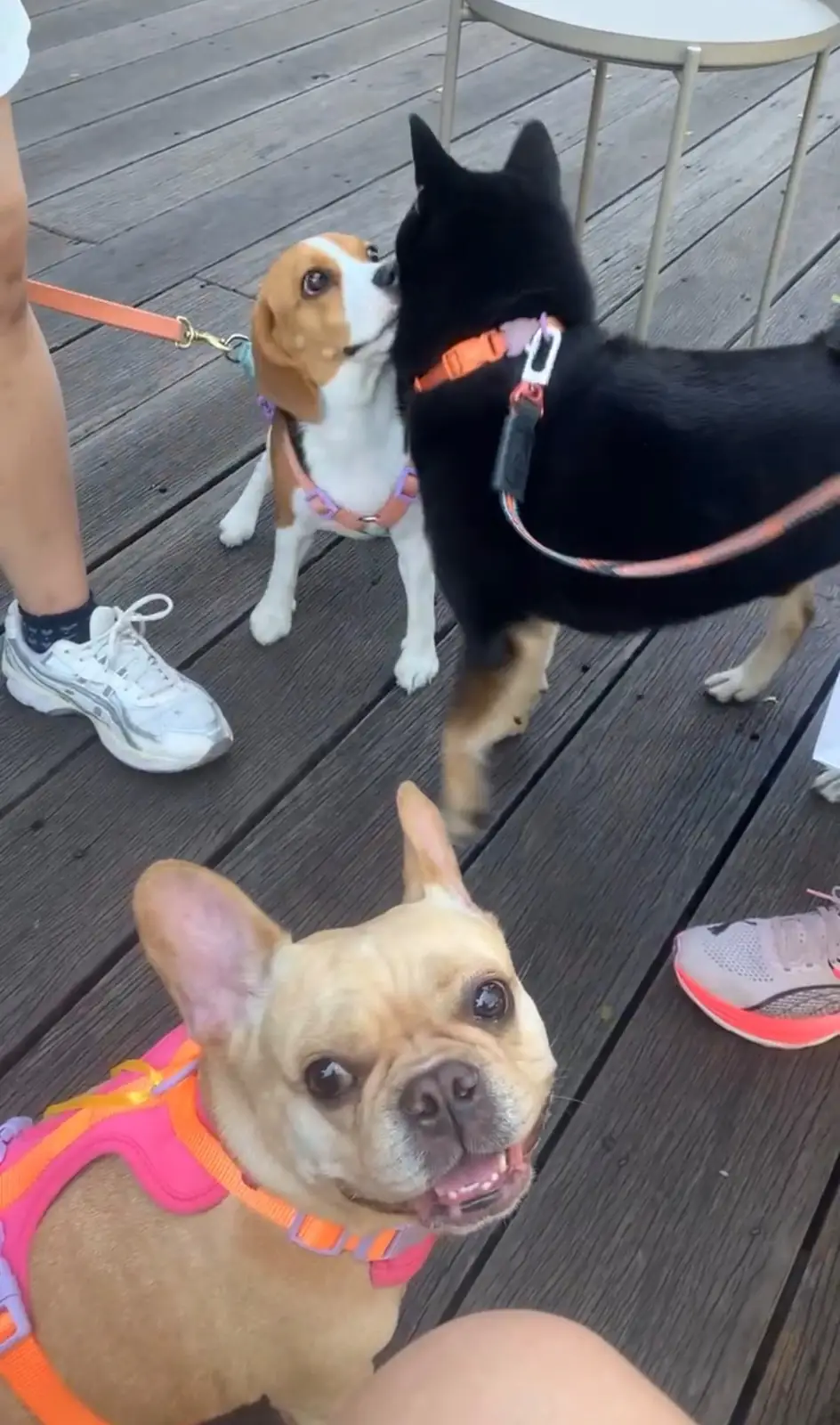 Little Tree Grocery pets image 4