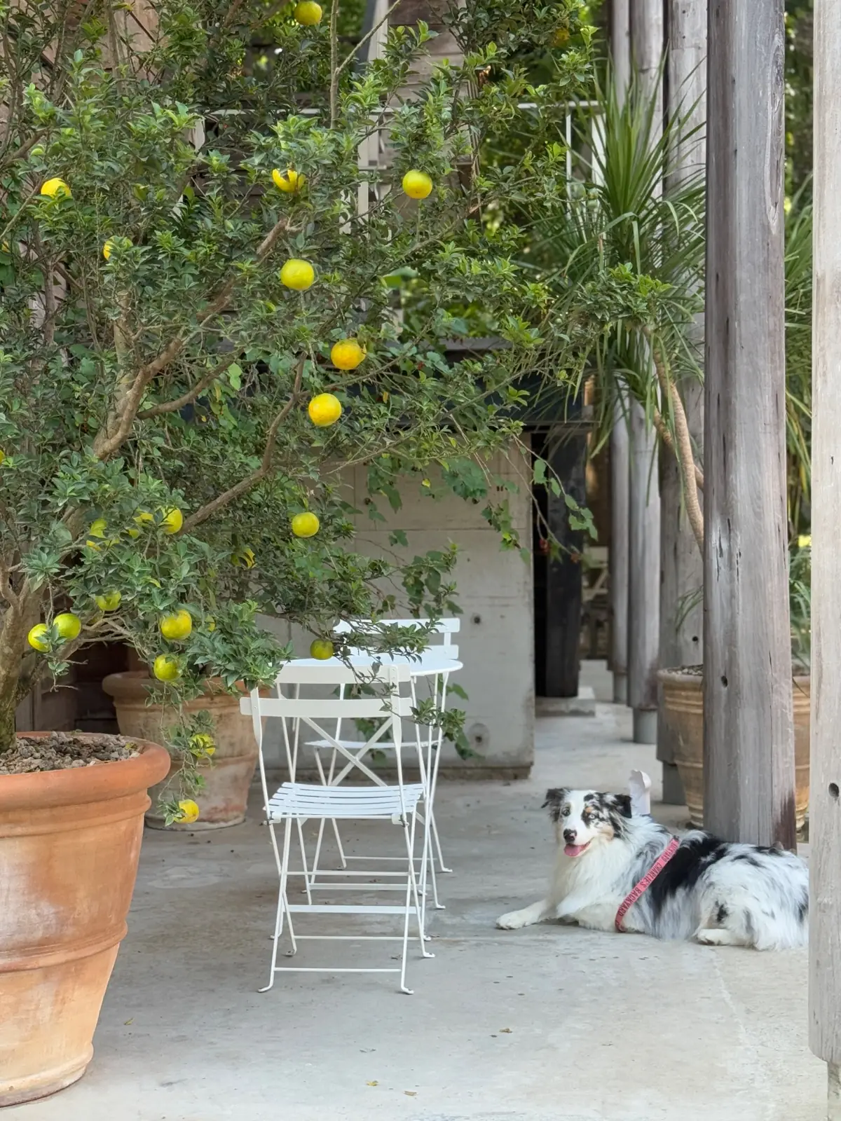 Little Tree Grocery pets image 1