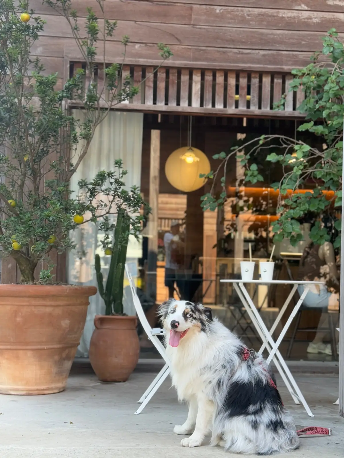 Little Tree Grocery pets image 2