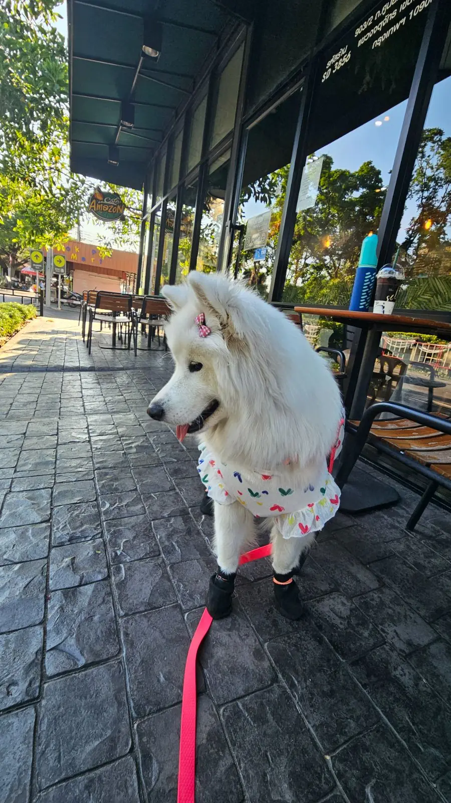 Cafe Amazon - Suan Wachirabenchathat pets image 1