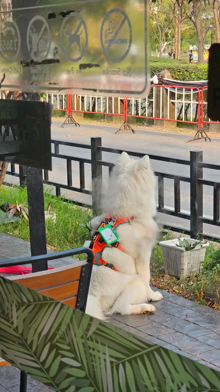 Cafe Amazon - Suan Wachirabenchathat pets image 2