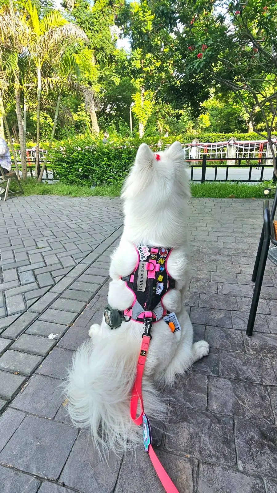 Cafe Amazon - Suan Wachirabenchathat pets image 3