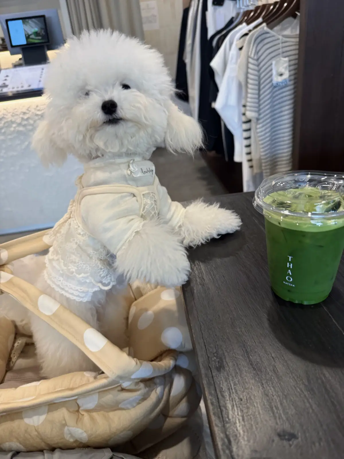 Thao Matcha food image 1