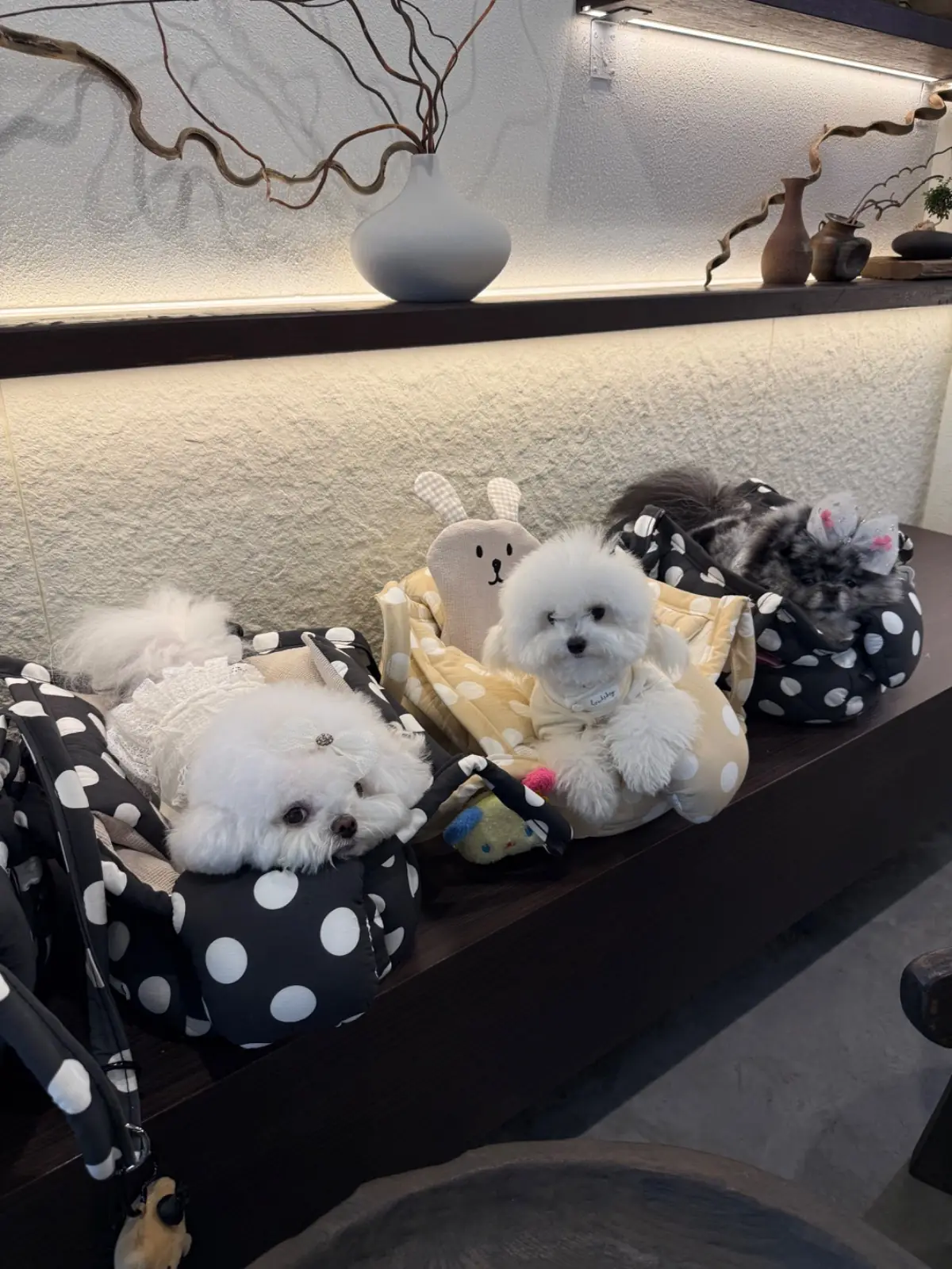 Thao Matcha pets image 3