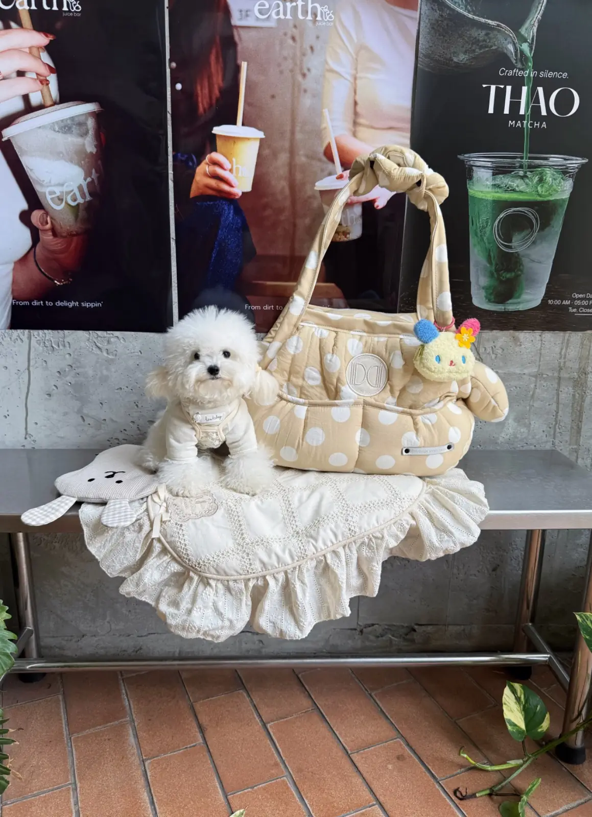 Thao Matcha pets image 4