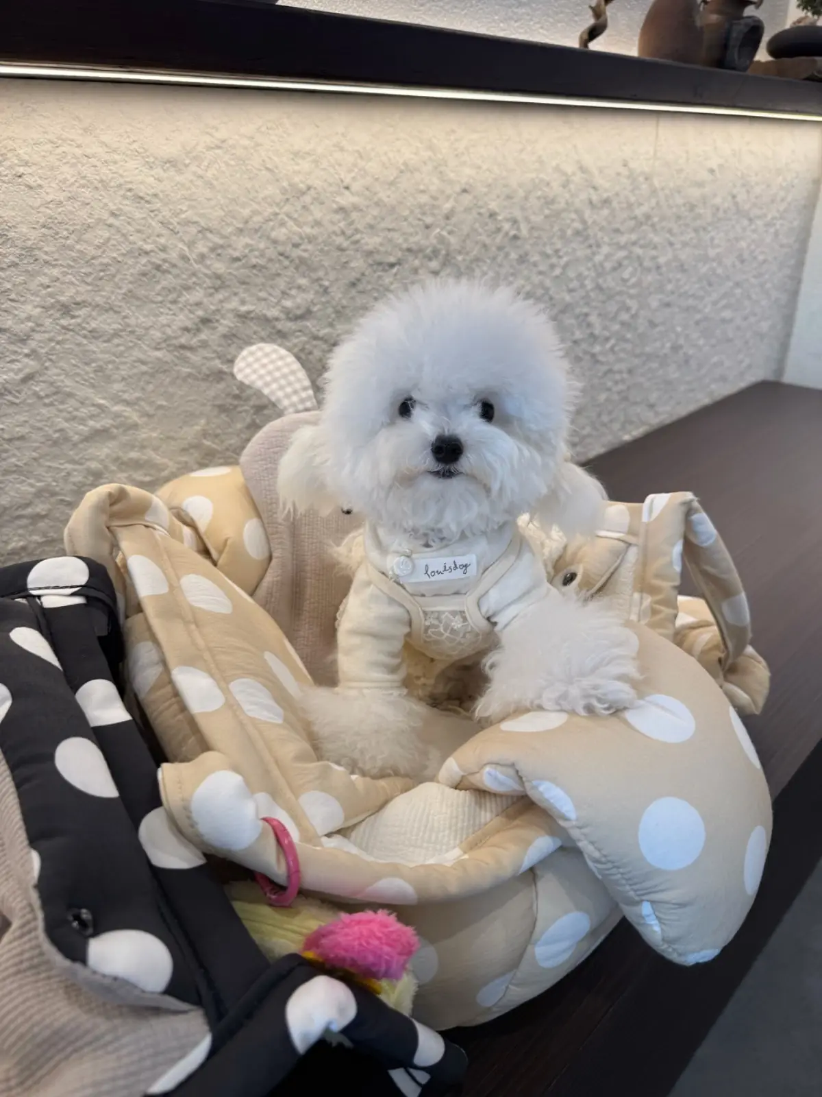 Thao Matcha pets image 1