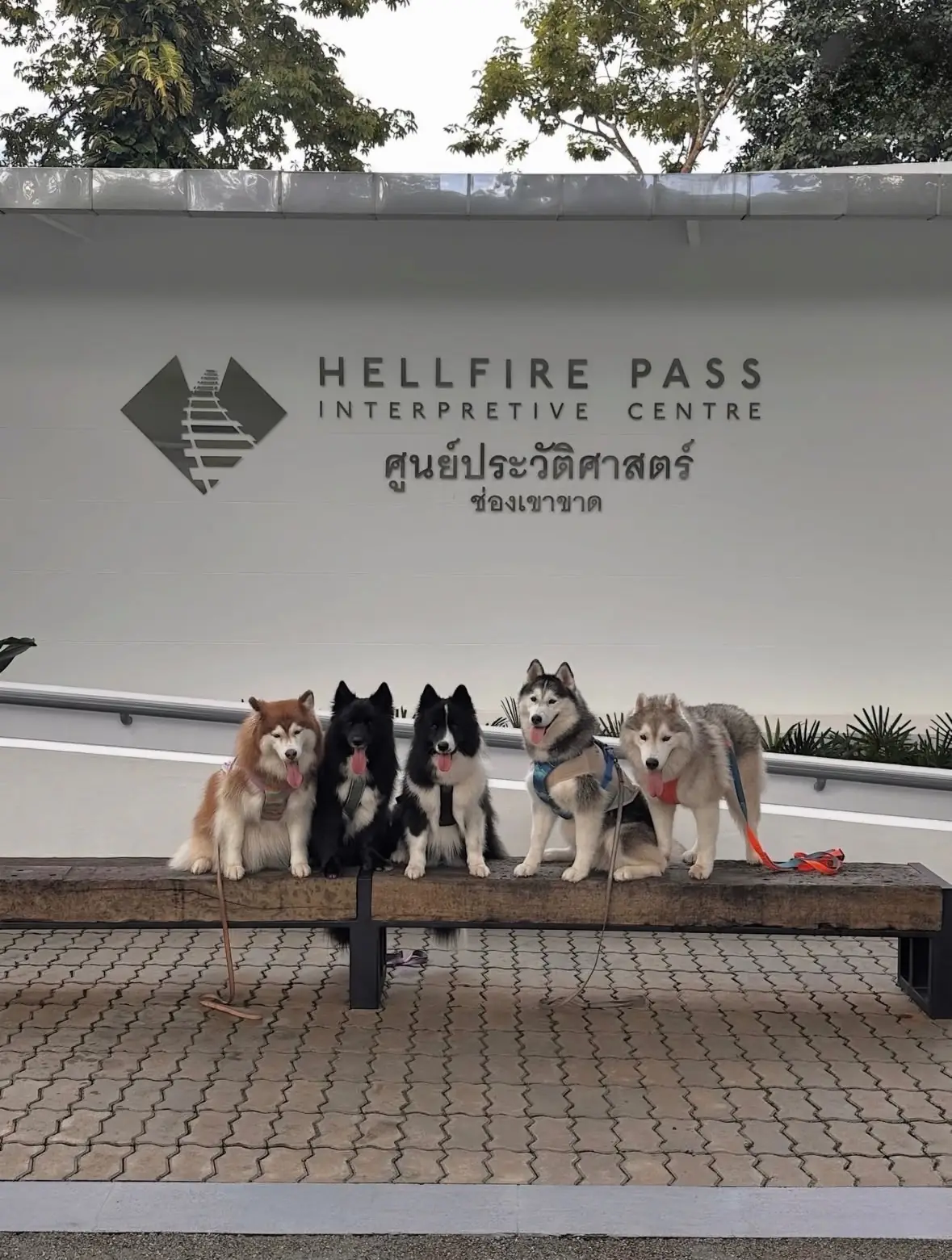 ศูนย์ประวัติศาสตร์ช่องเขาขาด pets image 3