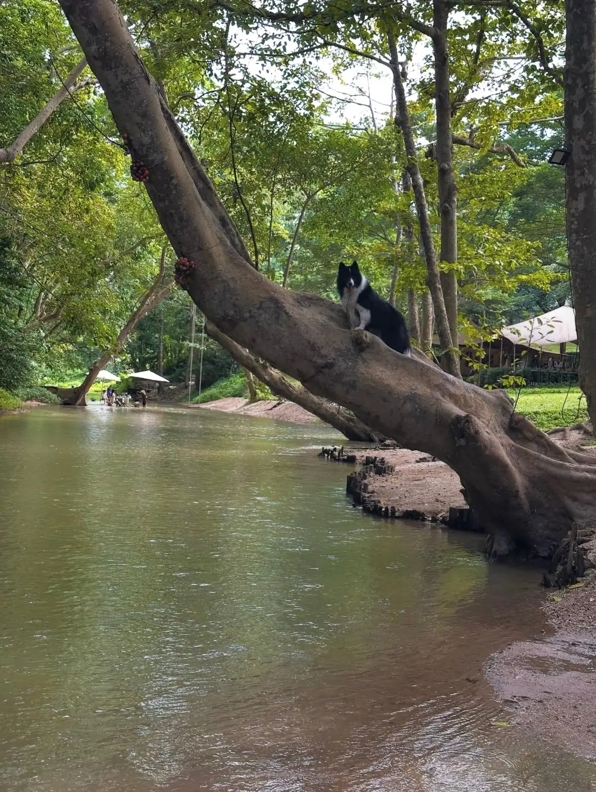 Villa Moreeda pets image 1