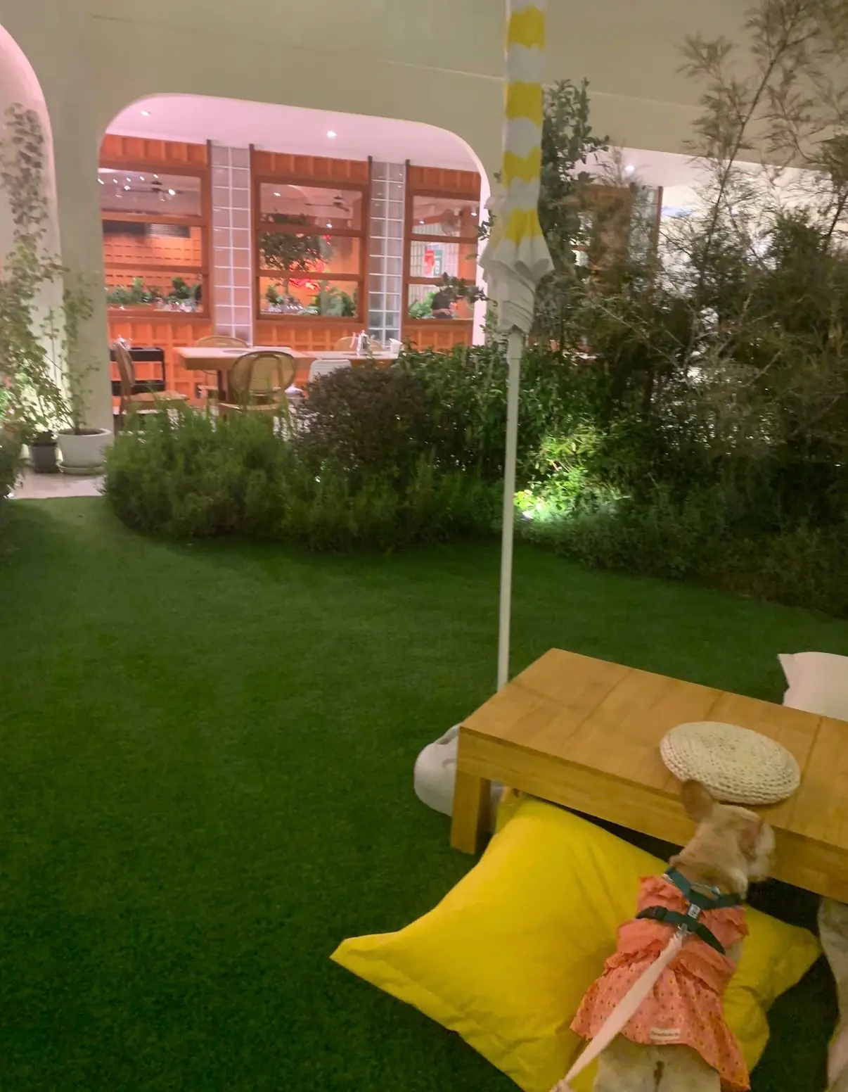 HEY Mookrata pets image 2