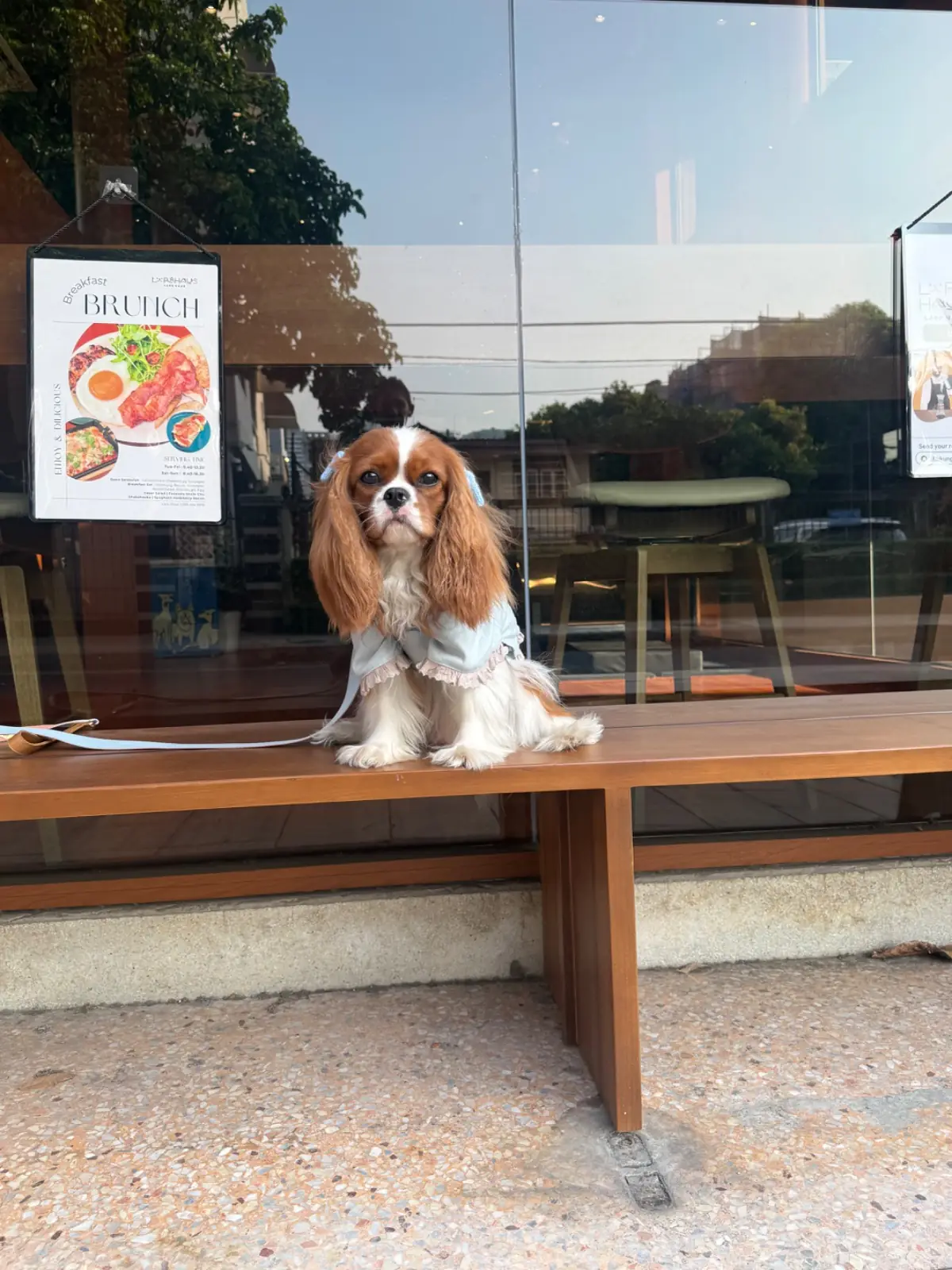 Lark Haus pets image 1