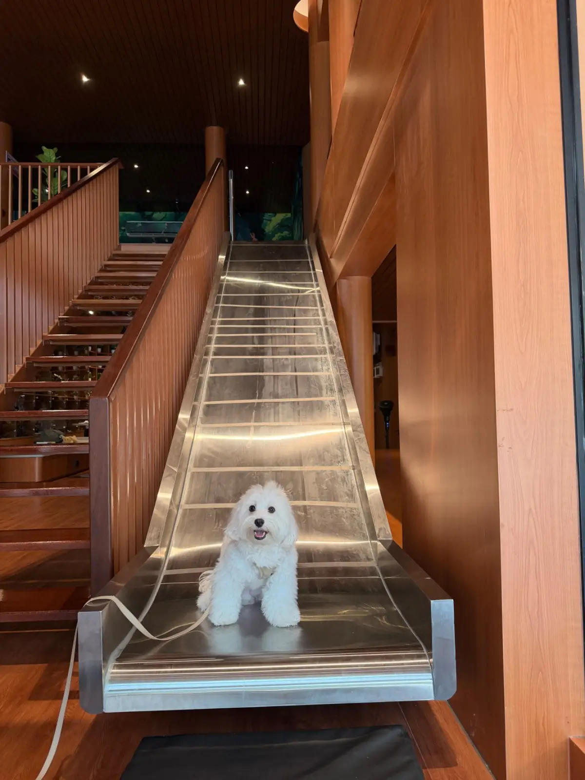 Lark Haus pets image 8