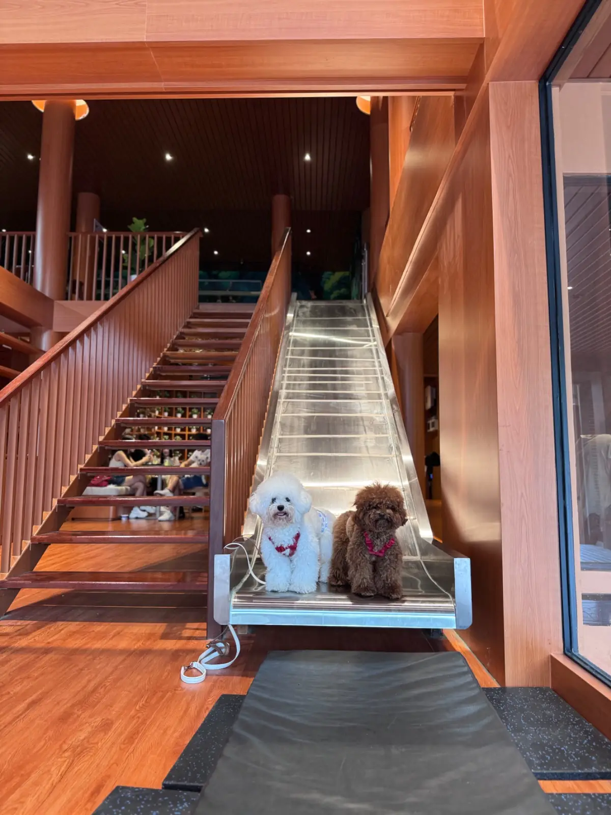 Lark Haus pets image 4