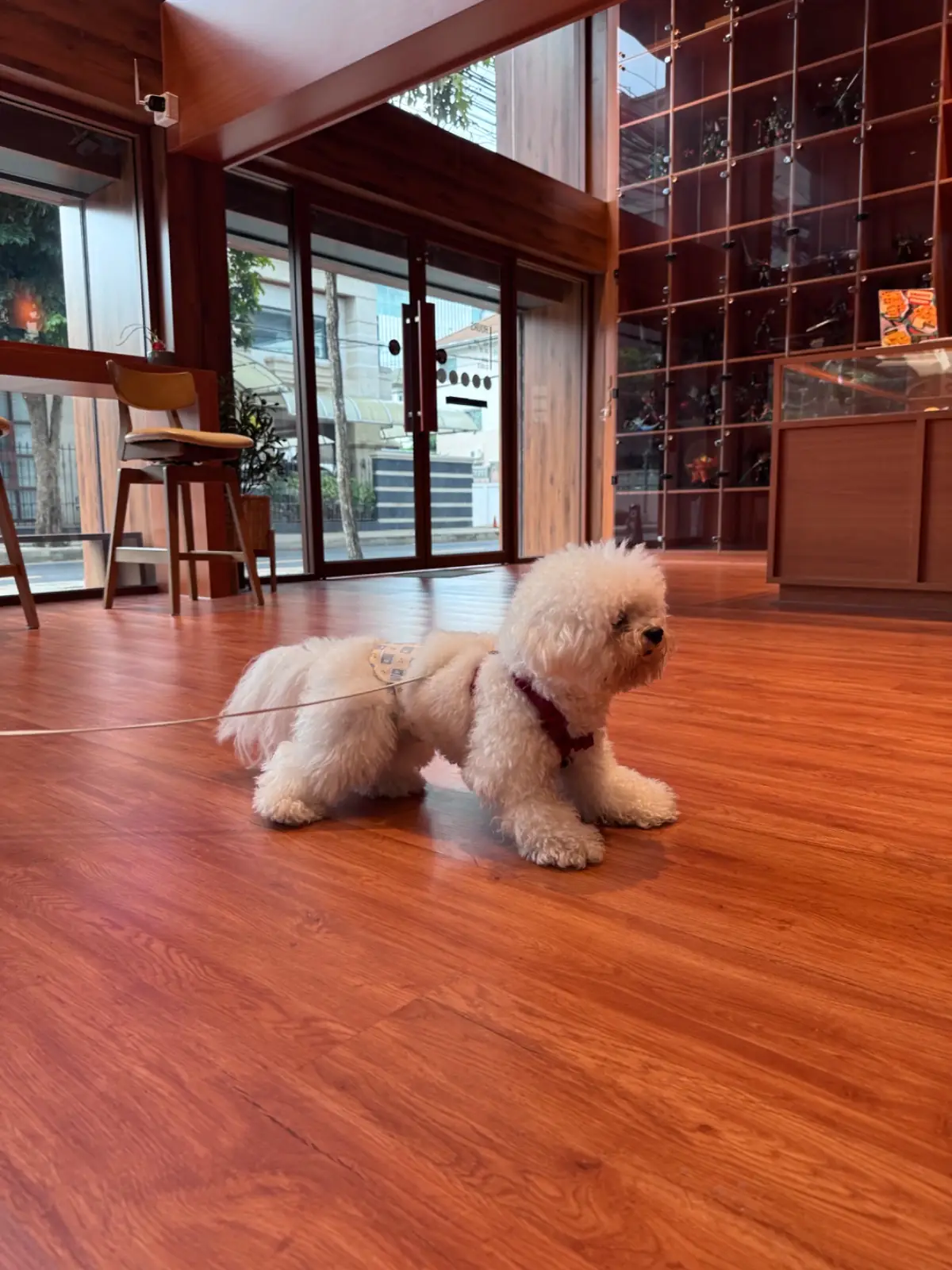 Lark Haus pets image 7