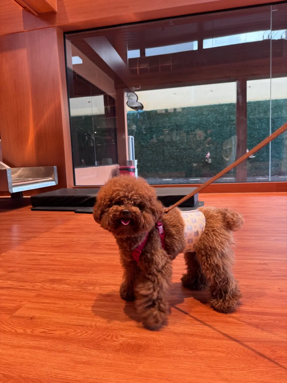 Lark Haus pets image 6