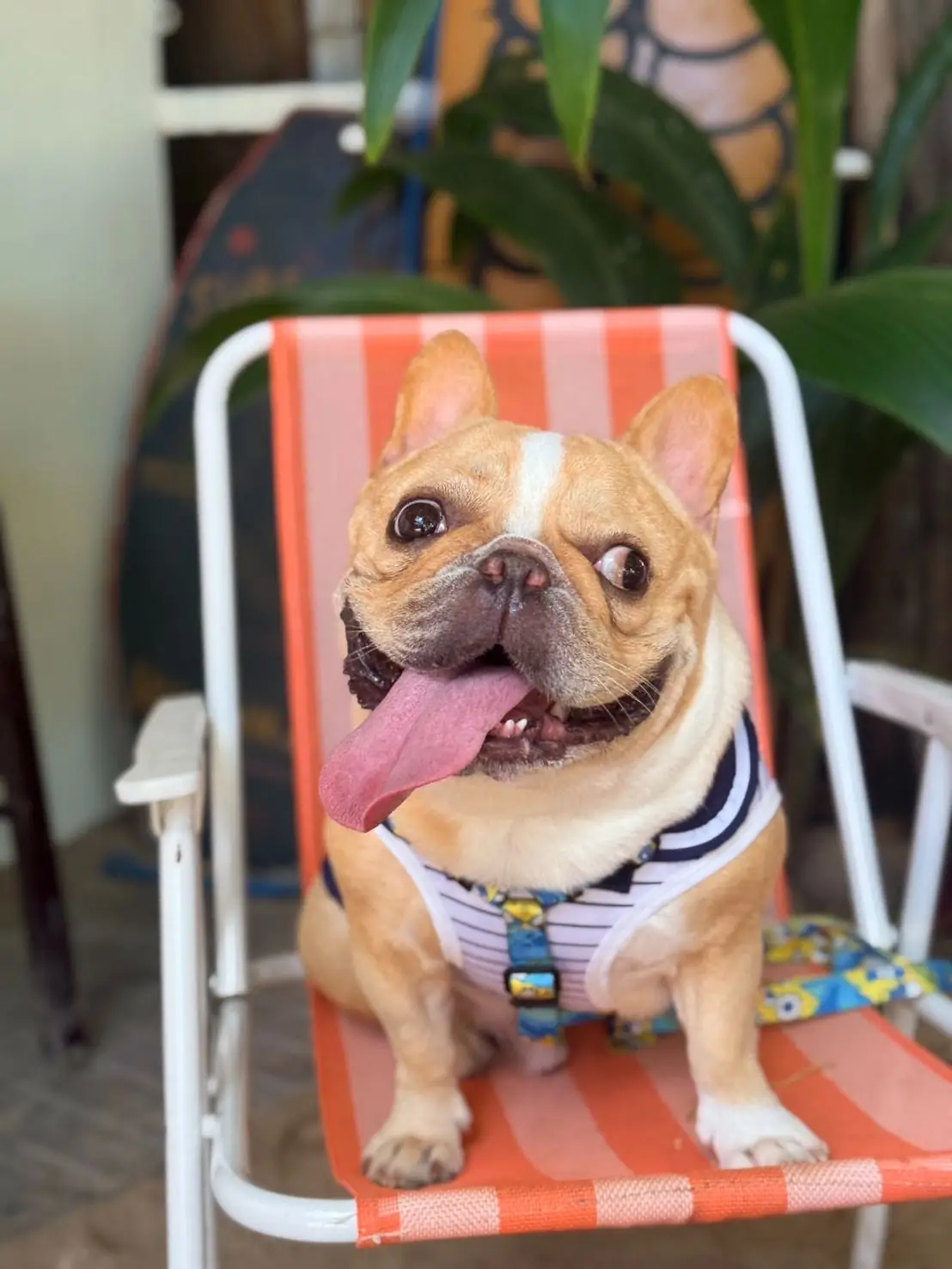 Mola mola' slowbar pets image 3