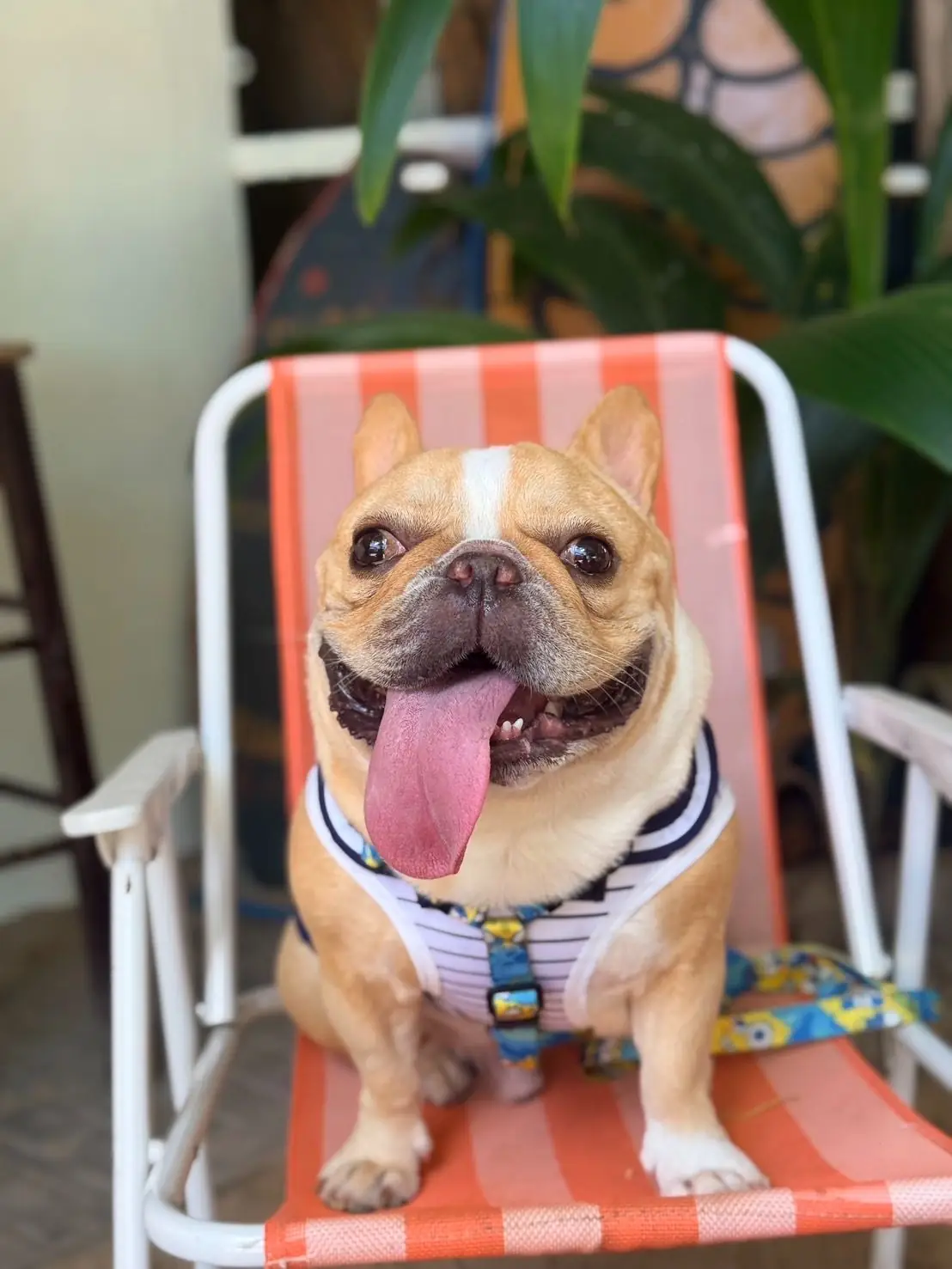 Mola mola' slowbar pets image 4