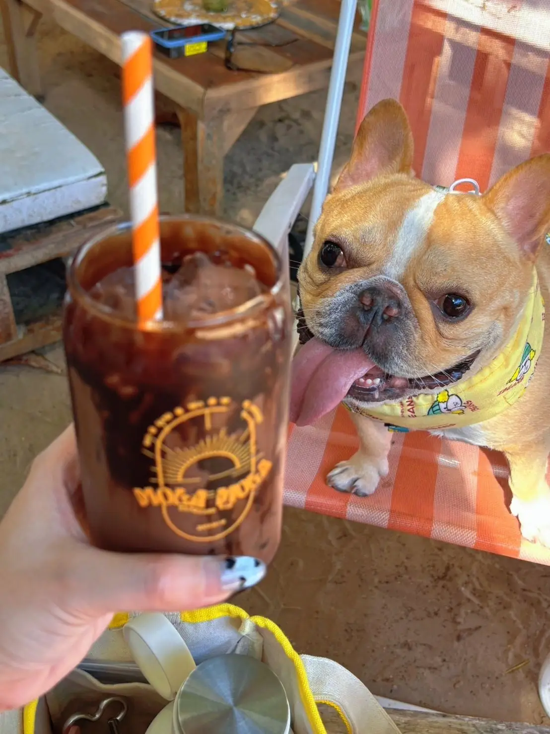 Mola mola' slowbar pets image 2