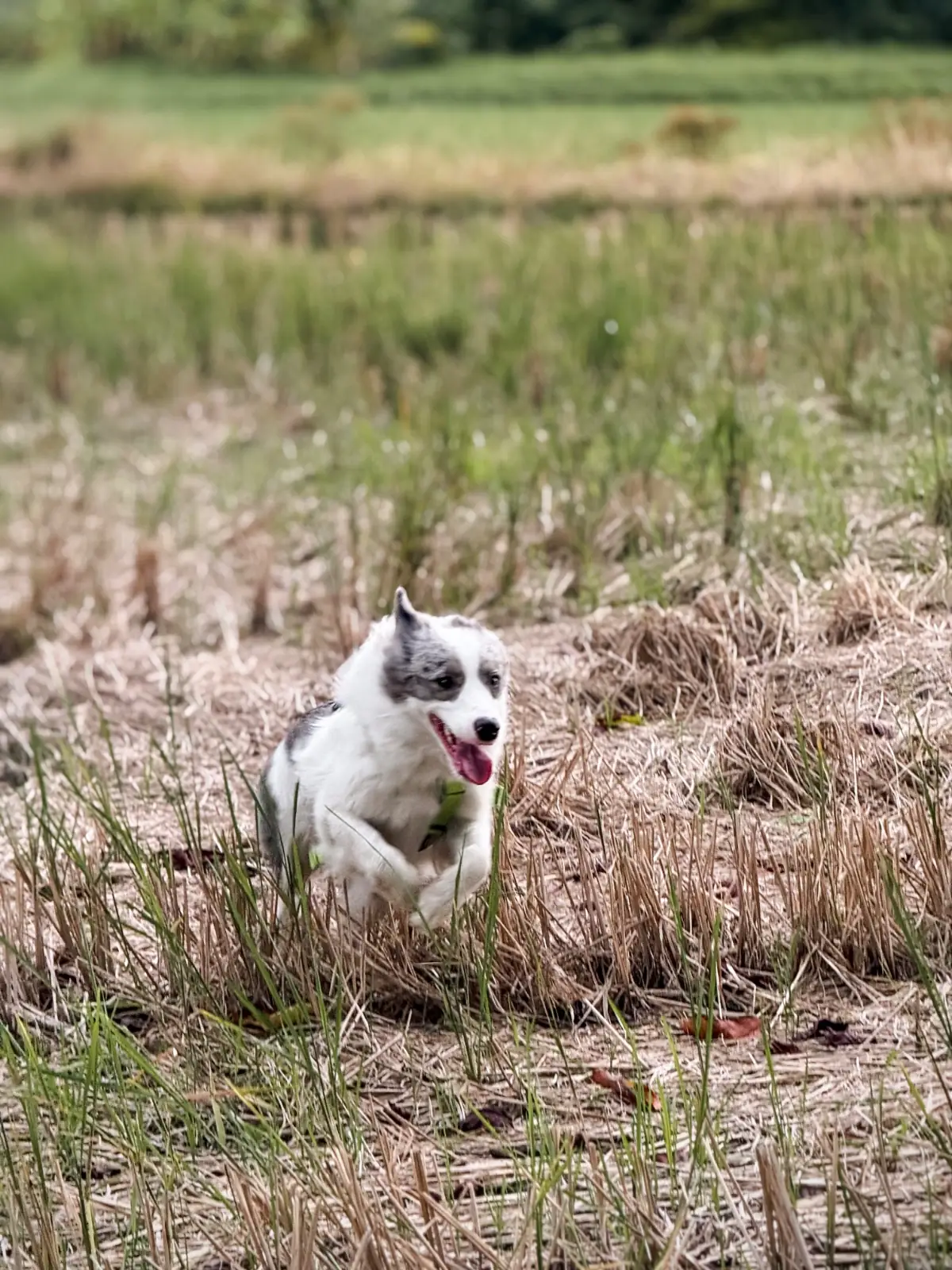 Rice Field Home Farmstay & Cafe pets image 3