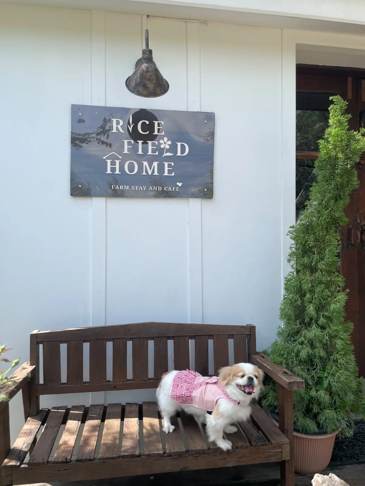 Rice Field Home Farmstay & Cafe pets image 13