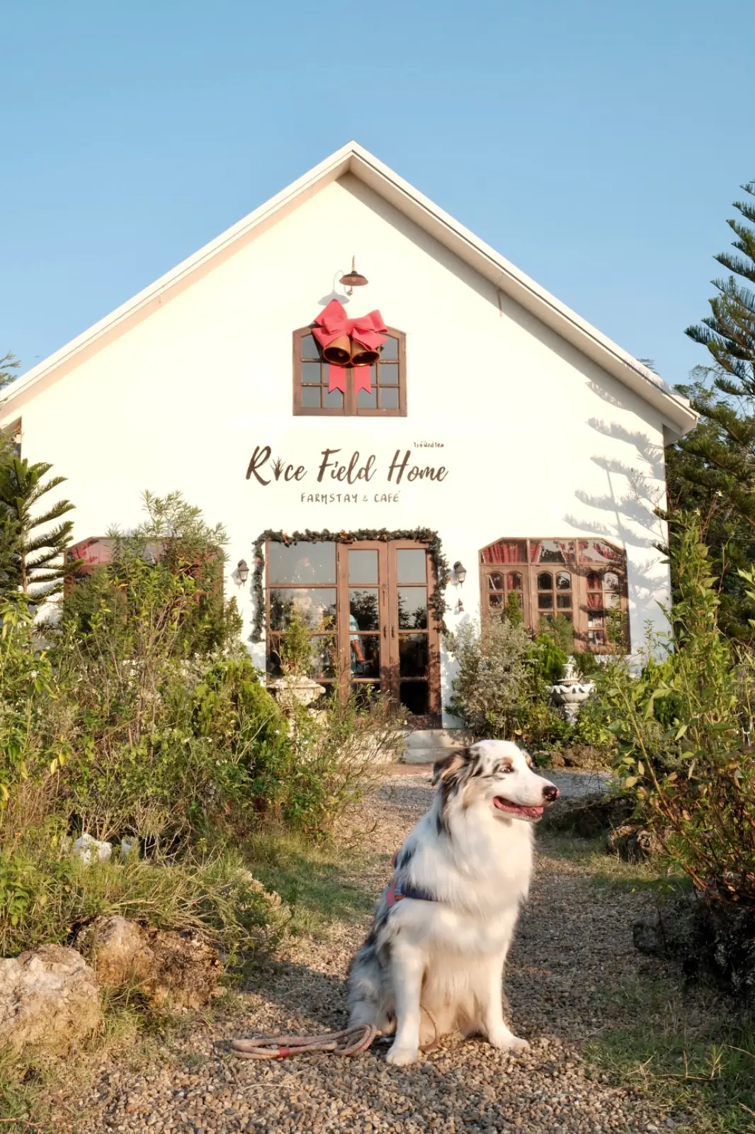 Rice Field Home Farmstay & Cafe pets image 9