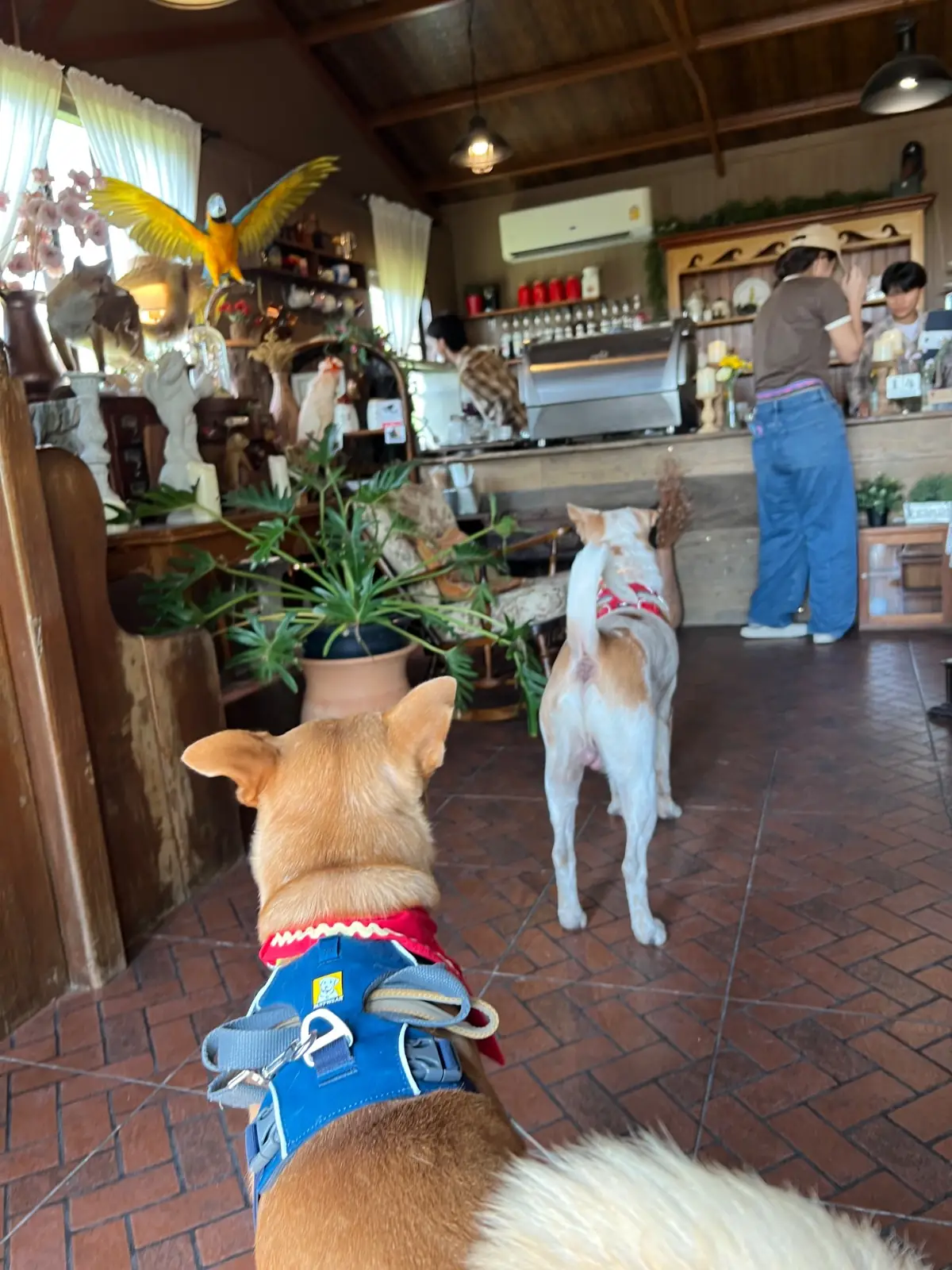 Rice Field Home Farmstay & Cafe pets image 3