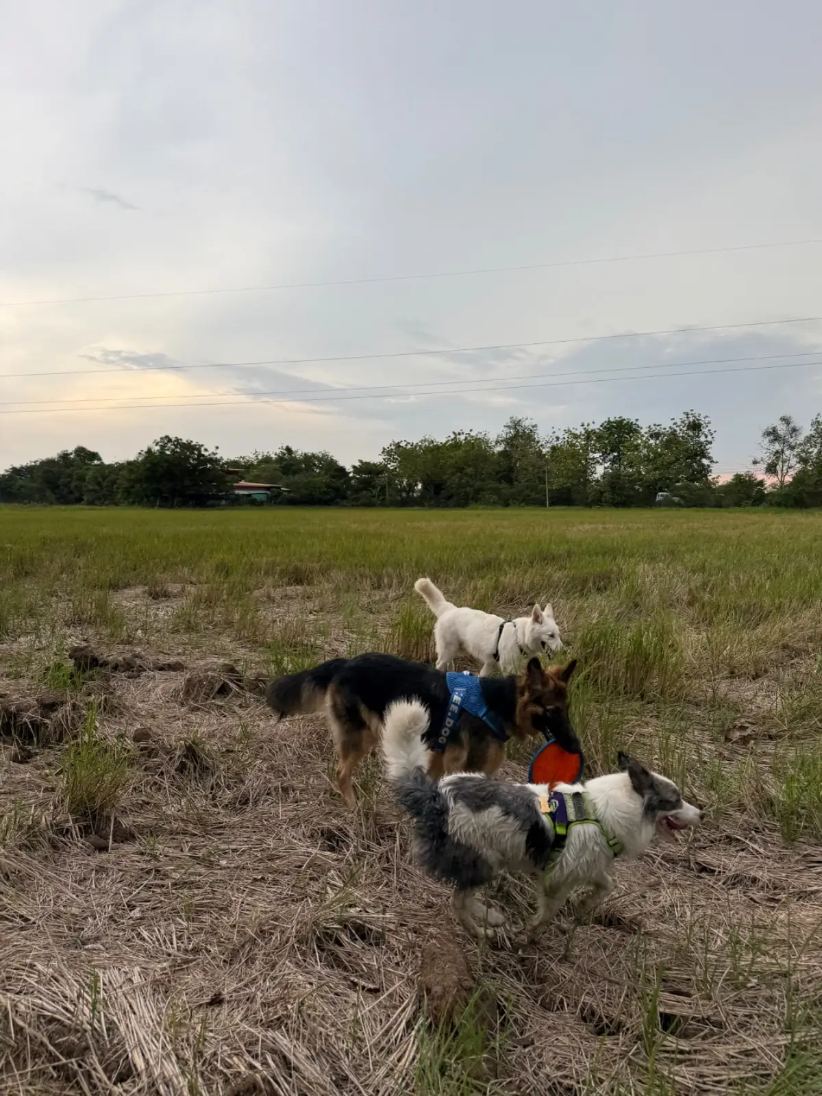 Rice Field Home Farmstay & Cafe pets image 6