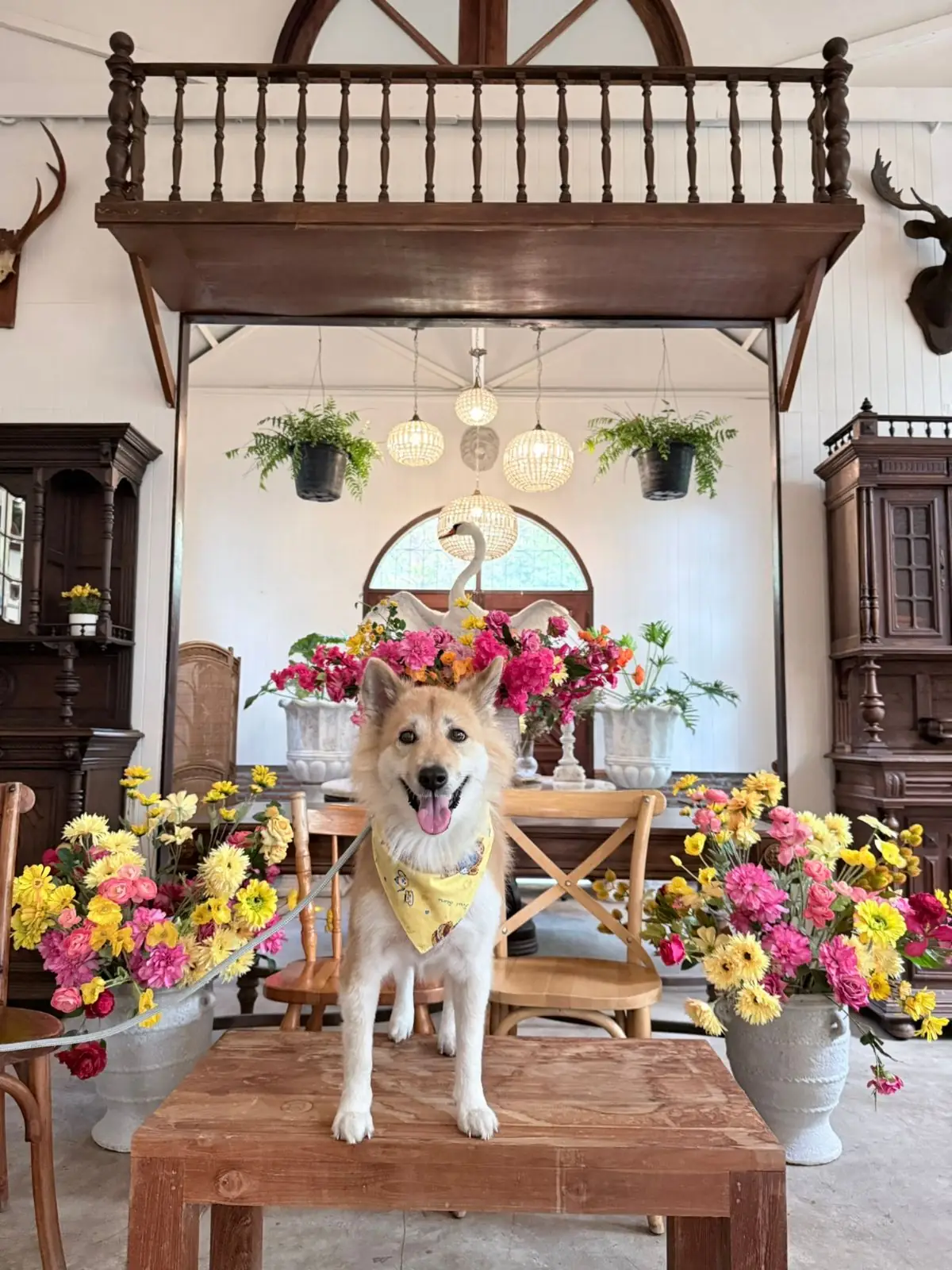 Rice Field Home Farmstay & Cafe pets image 17