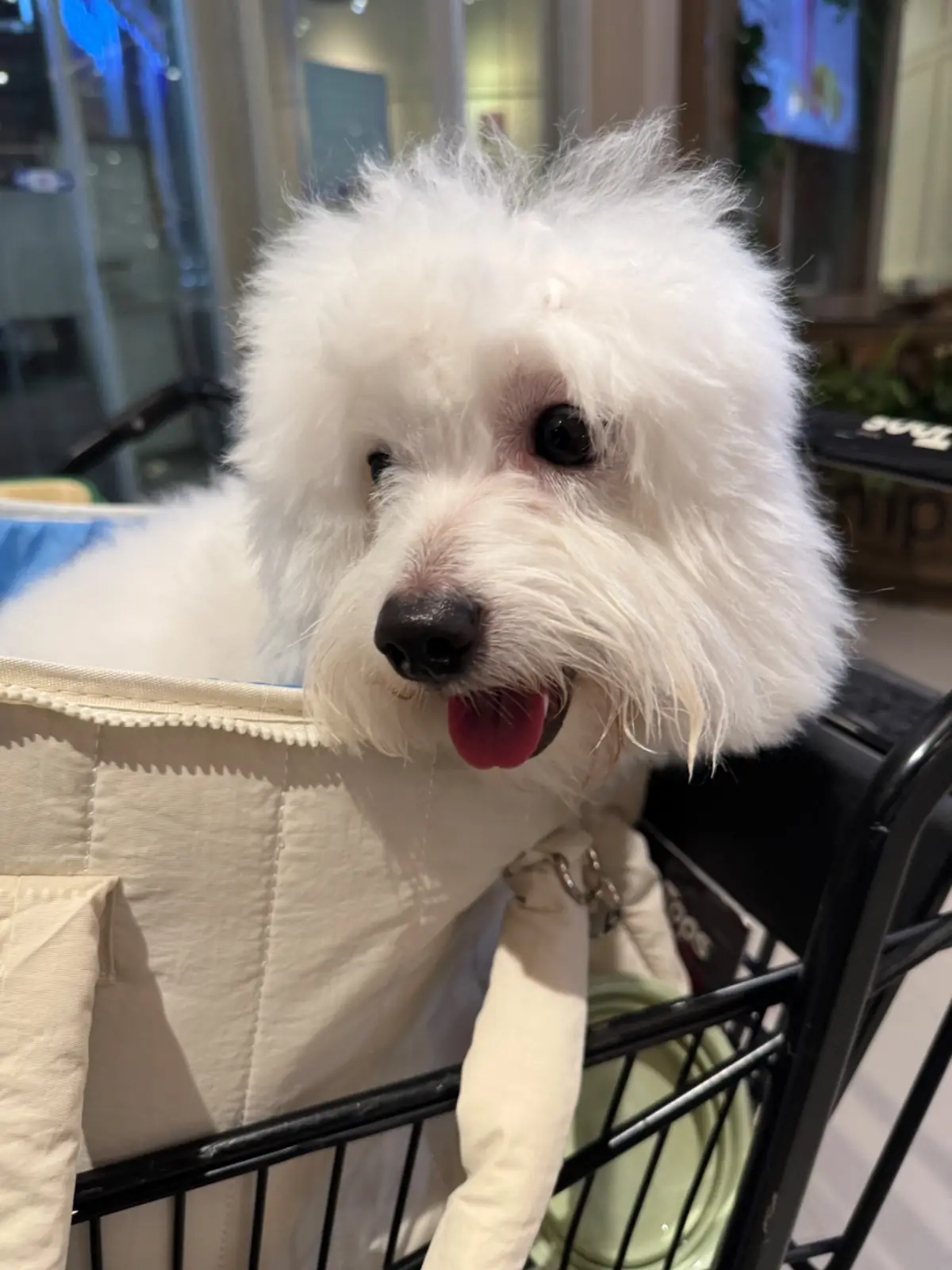 Swensen's - Nanglinchee pets image 1