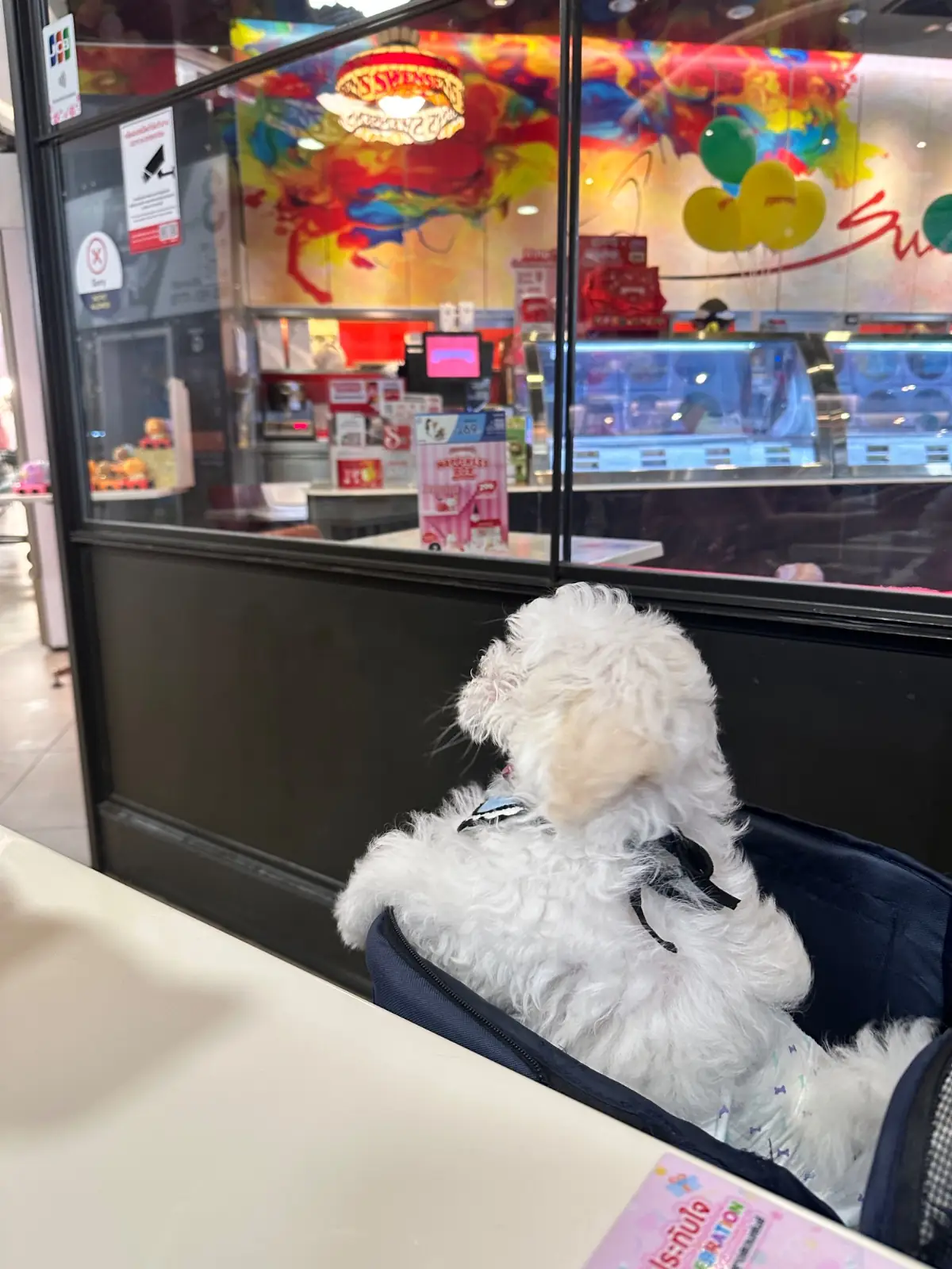 Swensen's - Nanglinchee pets image 2