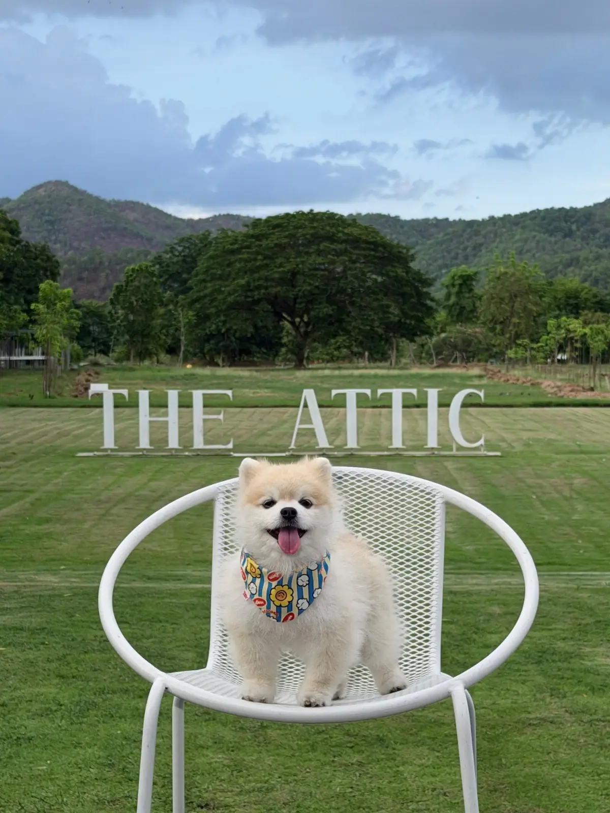 The Attic pets image 2